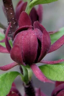 Simply Scentsational Sweetshrub (Calycanthus ) - 3 Gallon Pot -Garden Outdoor Plant Store calycanthus simply scentsational sweet shrub 7