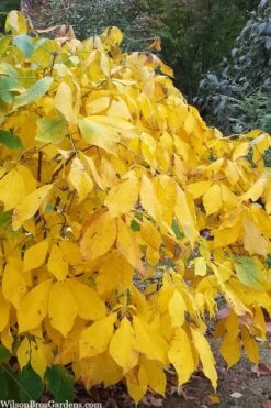 Simply Scentsational Sweetshrub (Calycanthus ) - 3 Gallon Pot -Garden Outdoor Plant Store calycanthus simply scentsational sweet shrub 8