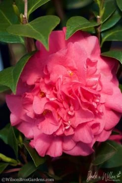 Ack-Scent Fragrant Pink Camellia Japonica - 3 Gallon Pot 11 Ack-Scent Fragrant Pink Camellia Japonica - 3 Gallon Pot -Garden Outdoor Plant Store camellia ack scent jw 3