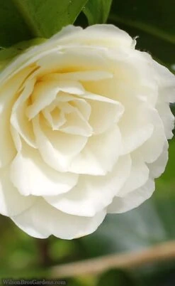 Dahlonega Camellia Japonica - 3 Gallon Pot -Garden Outdoor Plant Store camellia dahlonega 3