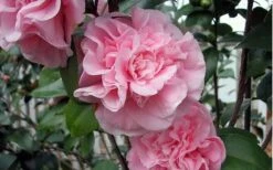 Debutante Pink Camellia Japonica - 3 Gallon Pot -Garden Outdoor Plant Store camellia debutante pink 5