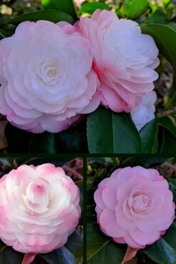 Guest Star Camellia Japonica - 1 Gallon Pot -Garden Outdoor Plant Store camellia guest star 3