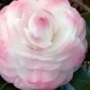 Guest Star Camellia Japonica - 1 Gallon Pot -Garden Outdoor Plant Store camellia guest star 7