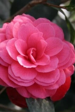 April Kiss Pink Double Flowered Camellia Japonica - 3 Gallon Pot -Garden Outdoor Plant Store camellia japonica april kiss 103
