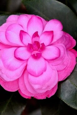 Early Wonder Camellia Japonica - 2 Gallon Pot
