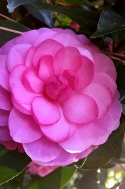 Early Wonder Camellia Japonica - 2 Gallon Pot -Garden Outdoor Plant Store camellia japonica early wonder 5