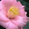 Isaribi Camellia Japonica - 3 Gallon Pot 2 Isaribi Camellia Japonica - 3 Gallon Pot -Garden Outdoor Plant Store camellia japonica isaribi 6