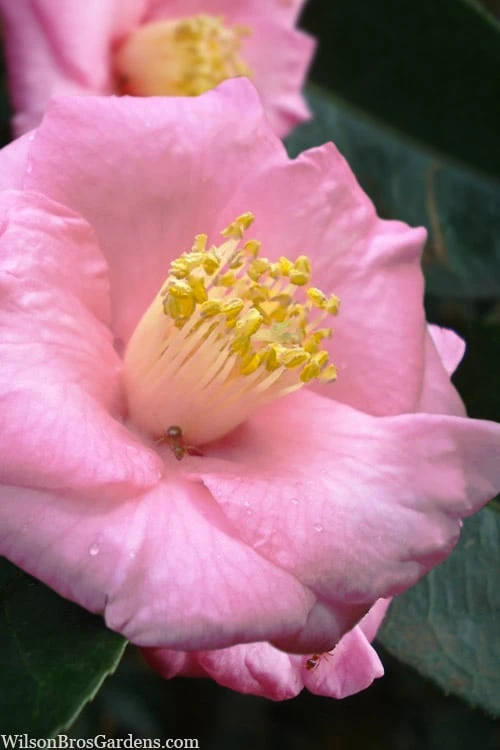 Isaribi Camellia Japonica - 3 Gallon Pot 3 Isaribi Camellia Japonica - 3 Gallon Pot