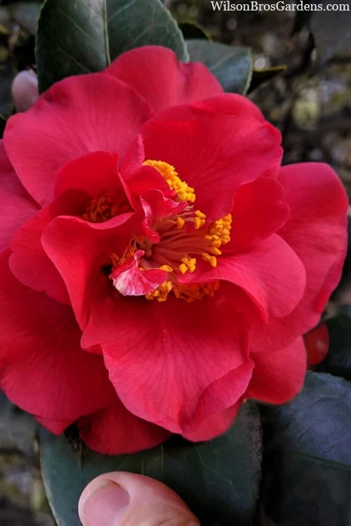 Paulette Goddard Camellia Japonica - 3 Gallon Pot 3 Paulette Goddard Camellia Japonica - 3 Gallon Pot