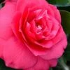Rose Dawn Camellia Japonica - 1 Gallon Pot -Garden Outdoor Plant Store camellia japonica rose dawn 23