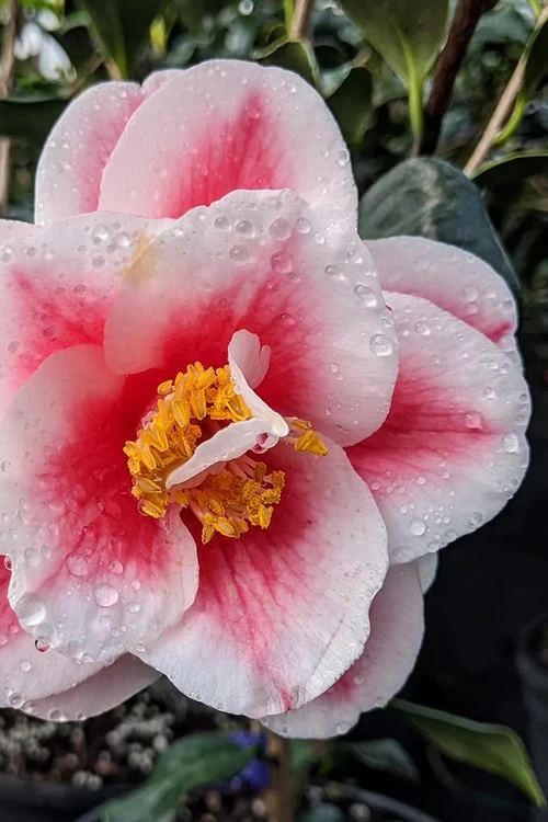 Sadaharu Oh Camellia - 7 Gallon Pot (3-4') 7 Sadaharu Oh Camellia - 7 Gallon Pot (3-4') - Image 5