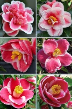 Sadaharu Oh Camellia - 7 Gallon Pot (3-4') 12 Sadaharu Oh Camellia - 7 Gallon Pot (3-4') -Garden Outdoor Plant Store camellia japonica sadaharu oh 102