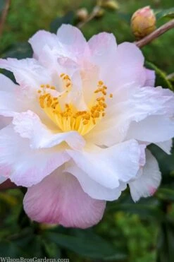 Star Above Star Camellia Sasanqua - 3 Gallon Pot -Garden Outdoor Plant Store camellia japonica star above star 2