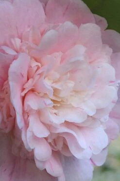 Thompsonii Camellia Japonica - 1 Gallon Pot -Garden Outdoor Plant Store camellia japonica thompsonii 2 1