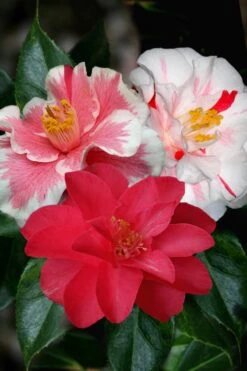 Lady Vansittart Multicolor Camellia Japonica - 2 Gallon Pot