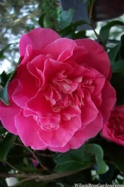 Marie Bracey Camellia Japonica - 3 Gallon Pot -Garden Outdoor Plant Store camellia marie bracey 100