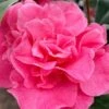 Marie Bracey Camellia Japonica - 3 Gallon Pot 1 Marie Bracey Camellia Japonica - 3 Gallon Pot -Garden Outdoor Plant Store camellia marie bracey 101