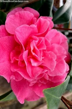 Marie Bracey Camellia Japonica - 3 Gallon Pot -Garden Outdoor Plant Store camellia marie bracey 102