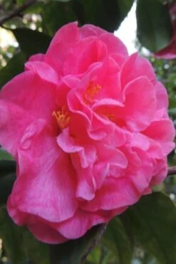 Marie Bracey Camellia Japonica - 3 Gallon Pot -Garden Outdoor Plant Store camellia marie bracey 5