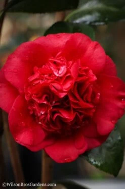 Professor Sargent Camellia Japonica - 1 Gallon Pot 11 Professor Sargent Camellia Japonica - 1 Gallon Pot -Garden Outdoor Plant Store camellia professor sargent 20