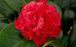Professor Sargent Camellia Japonica - 1 Gallon Pot 12 Professor Sargent Camellia Japonica - 1 Gallon Pot -Garden Outdoor Plant Store camellia professor sargent bloom