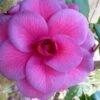 Purple Dawn Camellia Japonica - 1 Gallon Pot -Garden Outdoor Plant Store camellia purple dawn 9 1