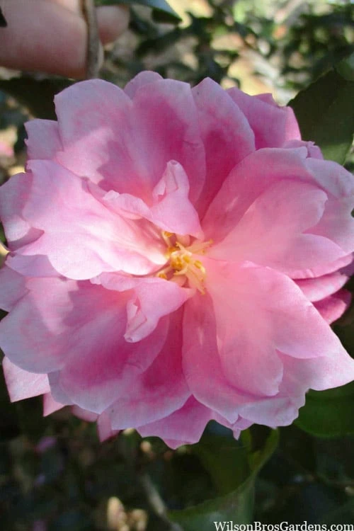 Sagamio Wabisuke Camellia - 3 Gallon Pot 3 Sagamio Wabisuke Camellia - 3 Gallon Pot