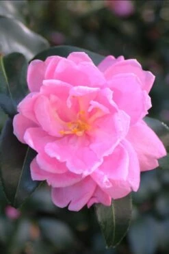 Sagamio Wabisuke Camellia - 3 Gallon Pot 9 Sagamio Wabisuke Camellia - 3 Gallon Pot -Garden Outdoor Plant Store camellia sagamio wabisuki 1