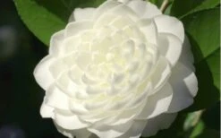 Sea Foam White Camellia Japonica - 1 Gallon Pot -Garden Outdoor Plant Store camellia sea foam 3