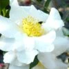 Setsugekka Fragrant Camellia Sasanqua - 1 Gallon Pot -Garden Outdoor Plant Store camellia setsugekka 4 2