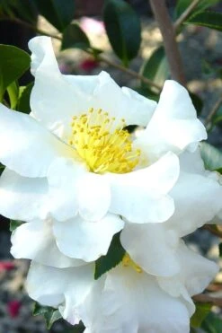 Setsugekka Fragrant Camellia Sasanqua - 1 Gallon Pot