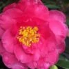 Shishi Gashira Dwarf Camellia Sasanqua - 6 Pack Of 1 Gallon Pots -Garden Outdoor Plant Store camellia shishi gashira 25 1