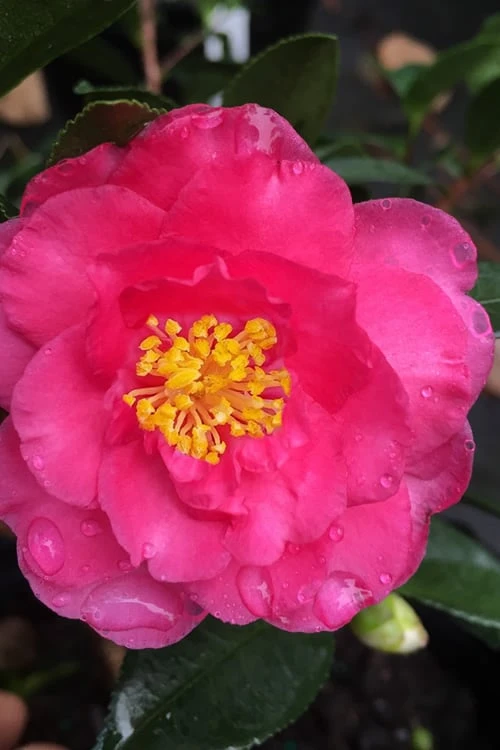 Shishi Gashira Dwarf Camellia Sasanqua - 1 Gallon Pot 3 Shishi Gashira Dwarf Camellia Sasanqua - 1 Gallon Pot