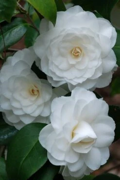 White By The Gate Camellia Japonica - 6 Pack Of 1 Gallon Pot 9 White By The Gate Camellia Japonica - 6 Pack Of 1 Gallon Pot -Garden Outdoor Plant Store camellia white by the gate 1 1