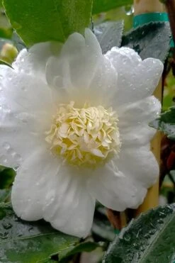 Winter's Snowman Camellia Hybrid - 7 Gallon Pot (3-4') -Garden Outdoor Plant Store camellia winters snowman 105
