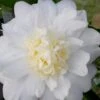 Winter's Snowman Camellia Hybrid - 1 Gallon Pot -Garden Outdoor Plant Store camellia winters snowman 106 1