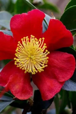 Yuletide Camellia Sasanqua - 6 Pack Of 1 Gallon Pots -Garden Outdoor Plant Store camellia yuletide best