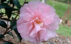 Cotton Candy Camellia Sasanqua - 6 Pack Of 1 Gallon Pots -Garden Outdoor Plant Store camelliacottoncandy
