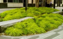 Evercolor Everillo Carex - 1 Gallon Pot -Garden Outdoor Plant Store carex everillo 20