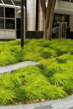 Evercolor Everillo Carex - 1 Gallon Pot -Garden Outdoor Plant Store carex everillo 21