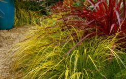 Evercolor Everillo Carex - 1 Gallon Pot -Garden Outdoor Plant Store carex everillo 23