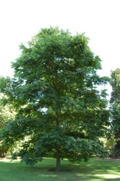 Hardy Pecan Tree (Carya Illinoinensis) - 3 Gallon Pot 14 Hardy Pecan Tree (Carya Illinoinensis) - 3 Gallon Pot -Garden Outdoor Plant Store carya illinionensis hardy pecan 2