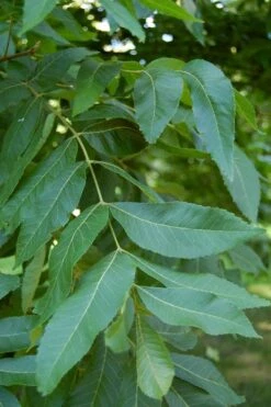 Hardy Pecan Tree (Carya Illinoinensis) - 3 Gallon Pot 15 Hardy Pecan Tree (Carya Illinoinensis) - 3 Gallon Pot -Garden Outdoor Plant Store carya illinionensis hardy pecan 5