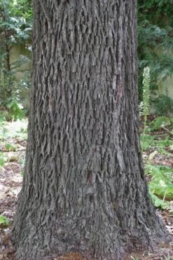 Hardy Pecan Tree (Carya Illinoinensis) - 3 Gallon Pot 17 Hardy Pecan Tree (Carya Illinoinensis) - 3 Gallon Pot -Garden Outdoor Plant Store carya illinionensis hardy pecan 6