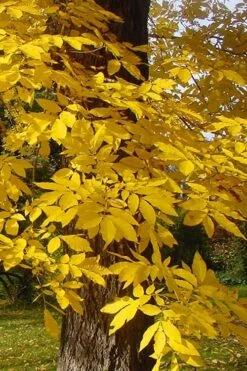 Hardy Pecan Tree (Carya Illinoinensis) - 3 Gallon Pot 16 Hardy Pecan Tree (Carya Illinoinensis) - 3 Gallon Pot -Garden Outdoor Plant Store carya illinionensis hardy pecan fall leaf color 4