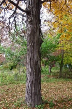Shagbark Hickory Tree (Carya Ovata) - 3 Gallon Pot -Garden Outdoor Plant Store carya ovata shagbark hickory tree 1