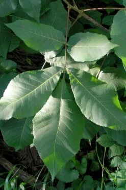 Shagbark Hickory Tree (Carya Ovata) - 3 Gallon Pot -Garden Outdoor Plant Store carya ovata shagbark hickory tree leaves 3