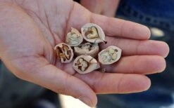 Shagbark Hickory Tree (Carya Ovata) - 3 Gallon Pot -Garden Outdoor Plant Store carya ovata shagbark hickory tree nuts 4