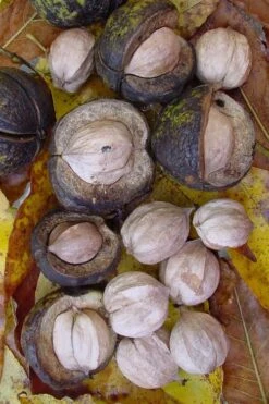 Shagbark Hickory Tree (Carya Ovata) - 3 Gallon Pot -Garden Outdoor Plant Store carya ovata shagbark hickory tree nuts 5