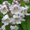 Southern Catalpa Tree - 3 Gallon Pot 2 Southern Catalpa Tree - 3 Gallon Pot -Garden Outdoor Plant Store catalpa bignonioides catawba tree 1